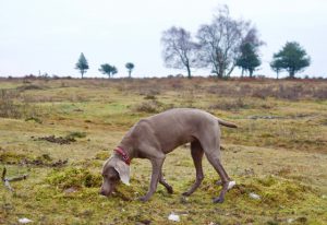 turfcutters-arms-5mls-forest-walk-hatchet-moor