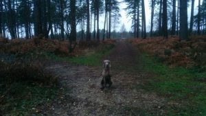 turfcutters-arms-5mls-forest-walk-hawkhill
