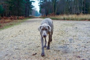 turfcutters-arms-5mls-forest-walk-rans-wood