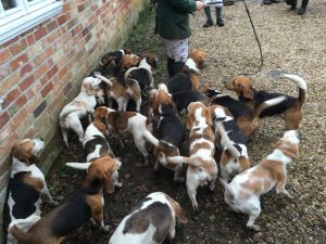 Beagles meet at the Turfcutters Arms East Boldre